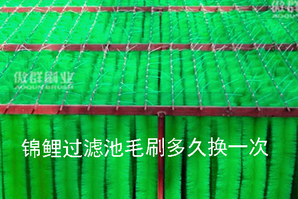 锦鲤过滤池毛刷多久换一次